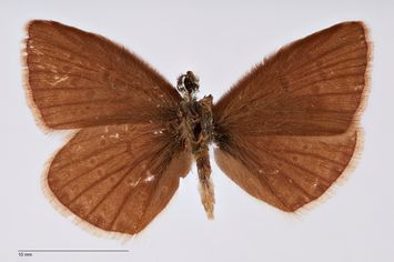 Vorschaubild Polyommatus ardschira Brandt, 1938